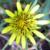 Aztec Ruins NM Exotic Plant Inventory