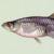 Bents Old Fort NHS Fish  Plant Species Survey