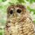 Chihuahuan Desert Seasonal Inventory of Birds in Low Elevation Riparian Habitats