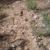 Sonoran Desert Erosion Assessments