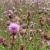Southern Plains Sonoran Desert  Chihuahuan Desert Exotic Plants Monitoring