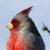 Southern Plains Sonoran Desert  Chihuahuan Desert Landbird Monitoring