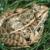 Saguaro NP Lowland Leopard Frogs