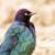 Pecos NHP Bird  Herp Inventory