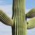 History of Saguaro Cactus Monitoring in Saguaro National Park 19392007