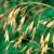 Salinas Pueblo Missions NM Exotic Plant Inventory