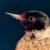 Southern Colorado Plateau Bird Inventories