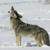 Southern Colorado Plateau Mammal Inventories