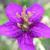 Southern Colorado Plateau Plant Inventories