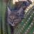 Sonoran Desert Biological Inventories