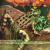 Sonoran Desert Conservation Plan