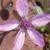 Sonoran Desert Invasive Nonnative Plant Inventories