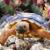 History of Desert Tortoise Research at Saguaro National Park