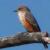 Survey of Winterresident Grassland Birds
