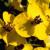Washita Battlefield NHS Vascular Plant Inventory