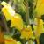 Walnut Canyon NM Exotic Plant Inventory