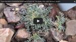 From the brink of extinction to the path of survival The sentry milkvetch recovery project
